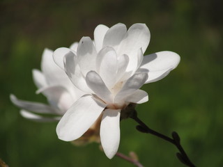 white flower magnolia