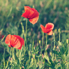 Flowers Red poppies blossom on wild field. Beautiful field red poppies with selective focus. Red poppies in soft light. Opium poppy. Natural drugs. Glade of red poppies. Soft focus