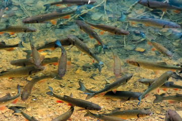 trout on the bottom of the lake. lots of fish swimming freely in clear water. location vihorlat lake, slovakia