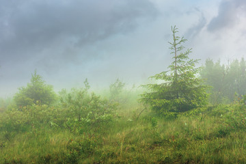 Obraz na płótnie Canvas spruce tree on a meadow in fog. stormy summer day. overcast sky. rainy weather
