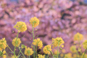 菜の花と河津桜