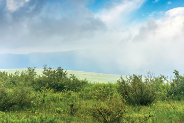 Fototapeta premium shrubs on a meadow in fog. stormy weather in summer. mountain visible in the distance. overcast sky
