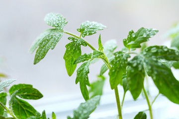 Spraying water seedlings tomato