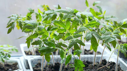 Tomato seedlings in a contanier with water droplets