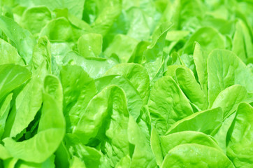 Salad texture. Green lettuce growing in vegetable garden.