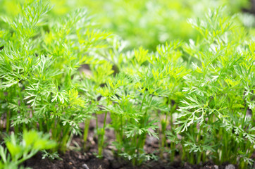 .Young carrot tops, growing vegetables in the open ground on fertile soil, the concept of...