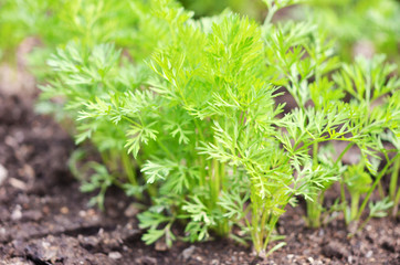 .Young carrot tops, growing vegetables in the open ground on fertile soil, the concept of agriculture and farms.