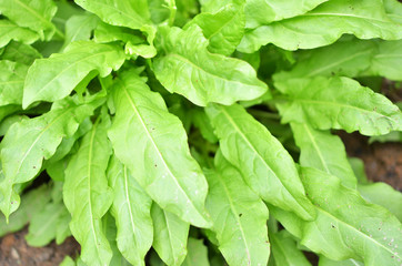 Fresh organic sorrel leaves pattern background for salad or soup. Green sour sorrel foliage texture source of folic acid