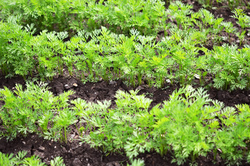 .Young carrot tops, growing vegetables in the open ground on fertile soil, the concept of agriculture and farms.