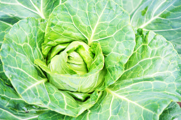 .Closeup top view of fresh green cabbage. Organic cabbage vegetable food in field garden, cabbage...