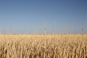 field of wheat