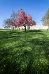Spring trees in paris