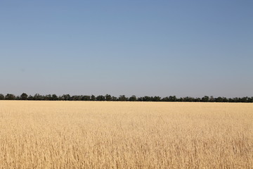field and blue sky