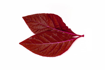 Red Leaf isolated on white background