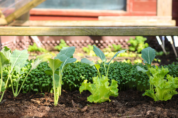 Close up of fresh green lettuce, cress and other plants growing in a raised garden bed.