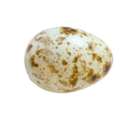 Quail egg whole one isolated on white background with clipping path.