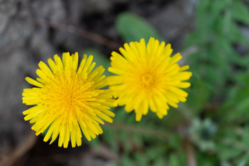dandelion