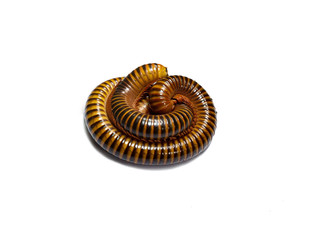 Millipede rolled, into a Circle on the Isolate White Background, and Top view