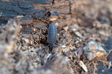rolly polly