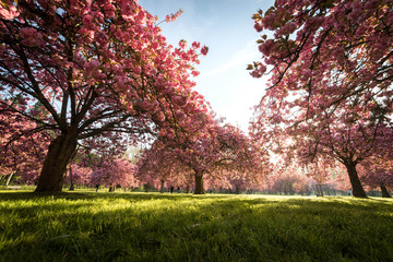 Naklejka premium Spring trees in paris