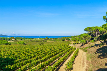Fototapeta na wymiar Majestic view of vineyards in France, near Saint Tropez, France