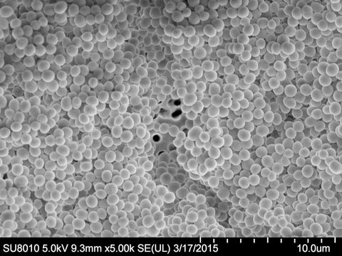 MRSA Staphylococcus aureus Biofilm 