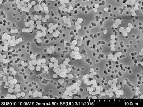 Scanning Electron Microscopy of Staphylococcus aureus on a membrane filter