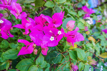Obraz na płótnie Canvas Bougainvillea pink flower close up on Blur background