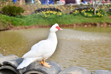goose in the water