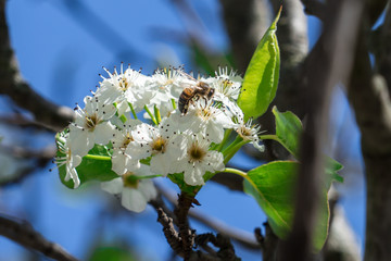 Cherry blossom in spring