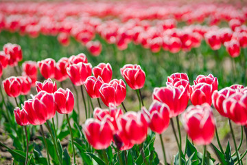チューリップ畑