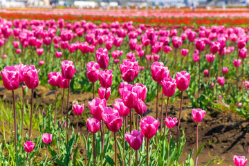 チューリップ畑