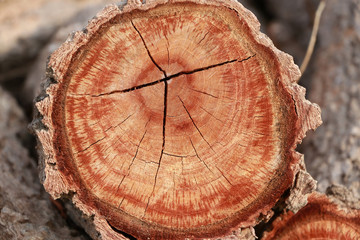 Annual rings of timber of the tree.