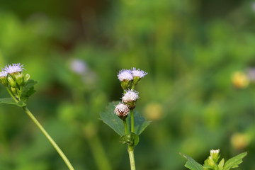 Tiny grass flower blooming with blur background.