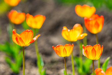 チューリップ畑