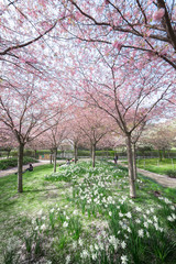 Obraz premium Spring trees in paris