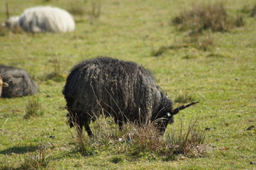 grazing in the field