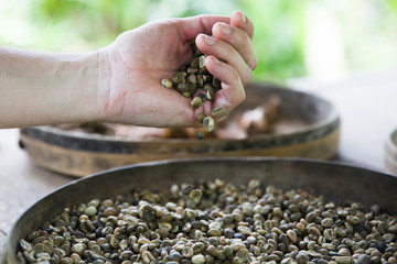 Hand holding raw Kopi Luwak coffee beans on coffee farm