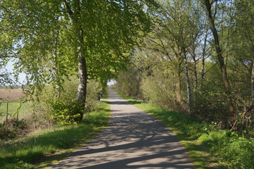 road in forest