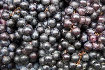 Dark blue ripe vine grapes close up