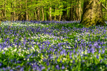 Bluebells