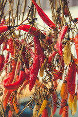 red chili peppers hanging on the wall