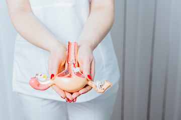 Close up of hands holding anatomical model of uterus with ovaries. Concept photo depicting uterus illness such as cancer as cause of death, organ donation after death of patient