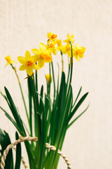 yellow daffodils on white background