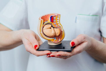 Female gynecologist hands holding anatomical model of study model of baby in womb . Concept photo...