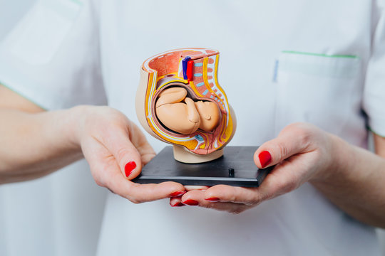 Female gynecologist hands holding anatomical model of study model of baby in womb . Concept photo motherhood, artificial insemination, surrogacy, woman health concept. Close up