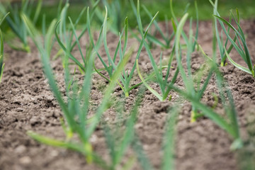 Young organic garlic