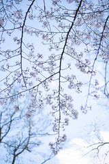 桜の花　井の頭恩賜公園