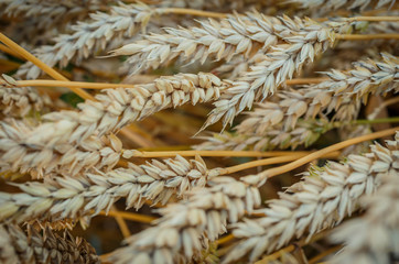 Golden Wheat Field of Sunny Day. Golden Ears of Wheat with a lot of copy space. Small Depth of Field. Rural Landscape. Idea of Rich Harvest, Agricuitural Concept. Soft Focus. Majestic Nature Scenery.