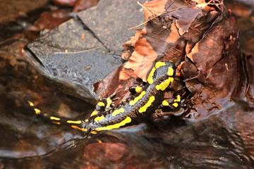 Im Bach sitzender Feuersalamander (Salamandra salamandra)